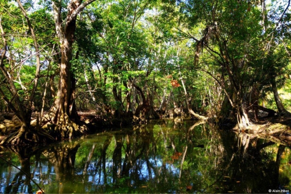 Un exemple de mangrove © Alain Pibot - Pôle-relais zones humides tropicales