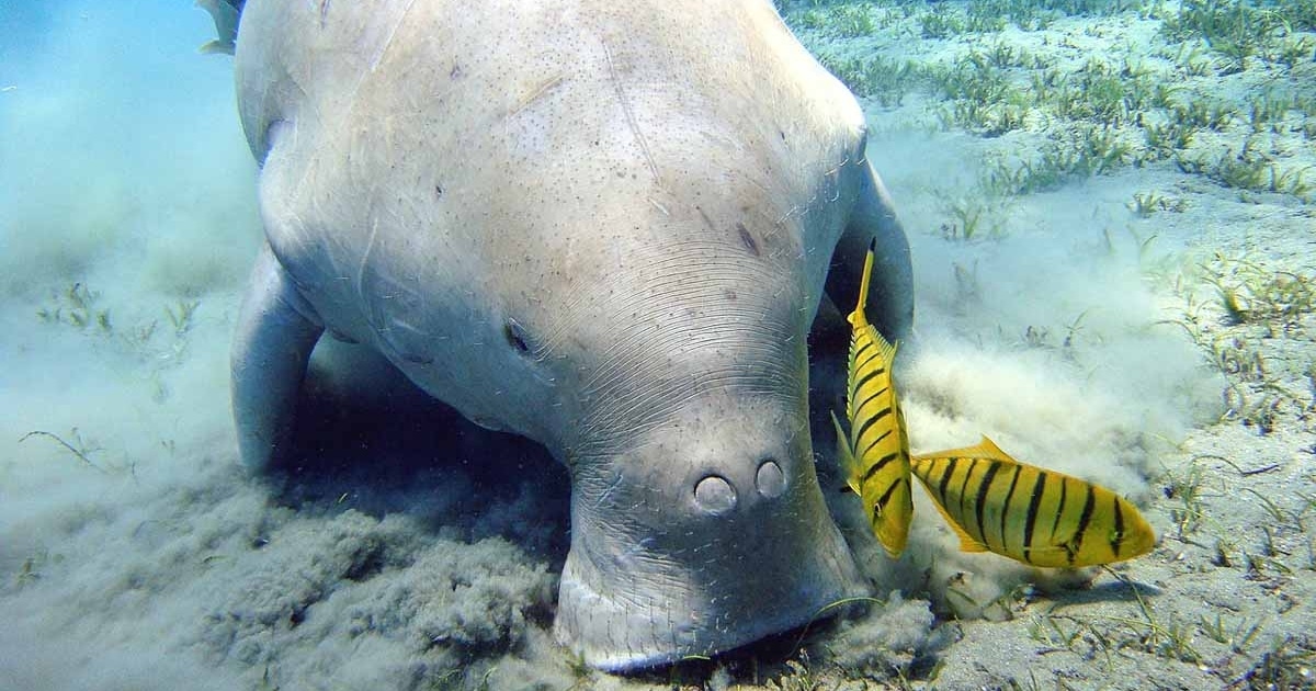 IUCN warns of devastating human activity on marine life – vert.eco