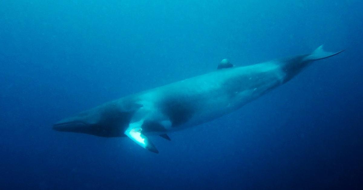 L’Islande suspend la chasse à la baleine au nom du bienêtre animal