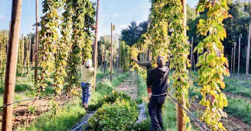 Récole du houblon dans la Drôme