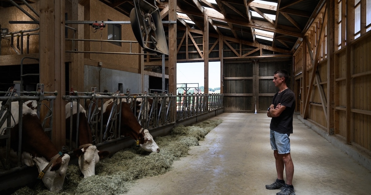 Troupeaux décimés, éleveurs traumatisés : tout savoir sur la dermatose nodulaire contagieuse, cette maladie animale qui frappe la France