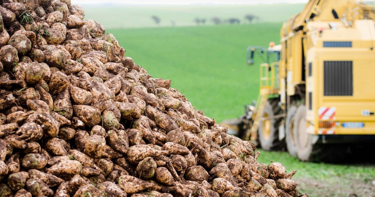 Betteraves, noisettes, cerises : ces filières privées de pesticides néonicotinoïdes sont «fragilisées», mais des alternatives existent