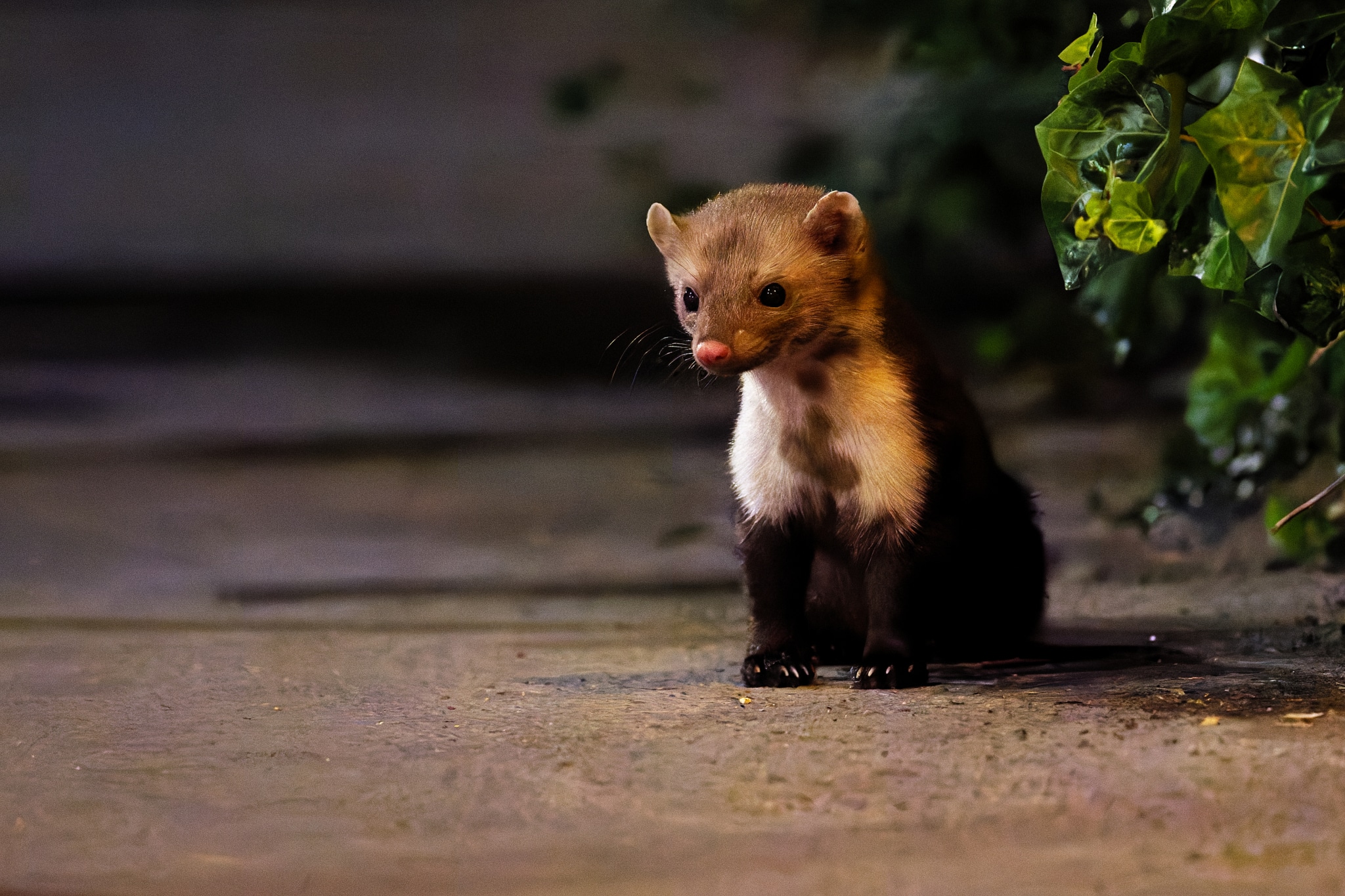 illustration de la dernière édition