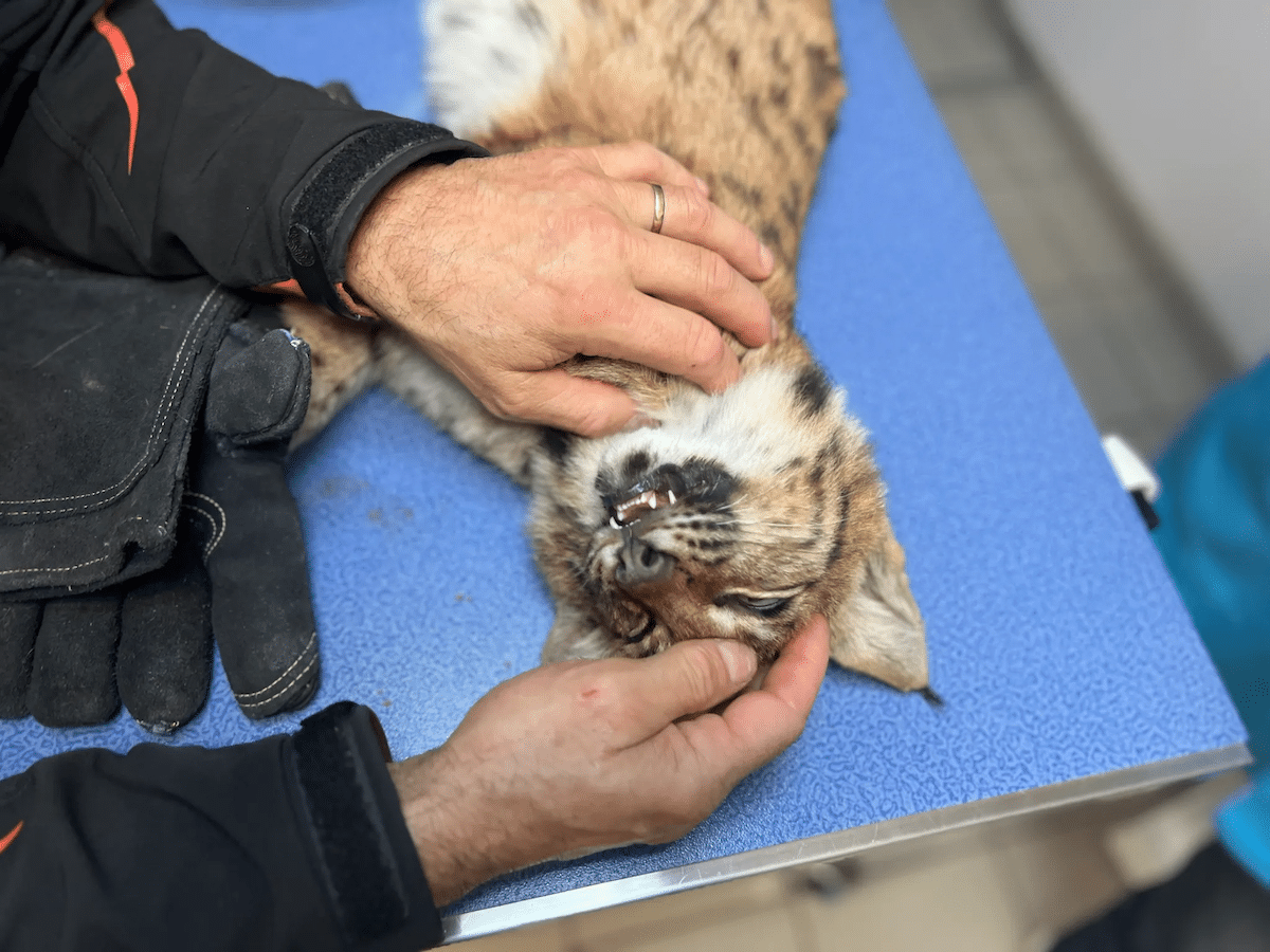 illustration de la dernière édition