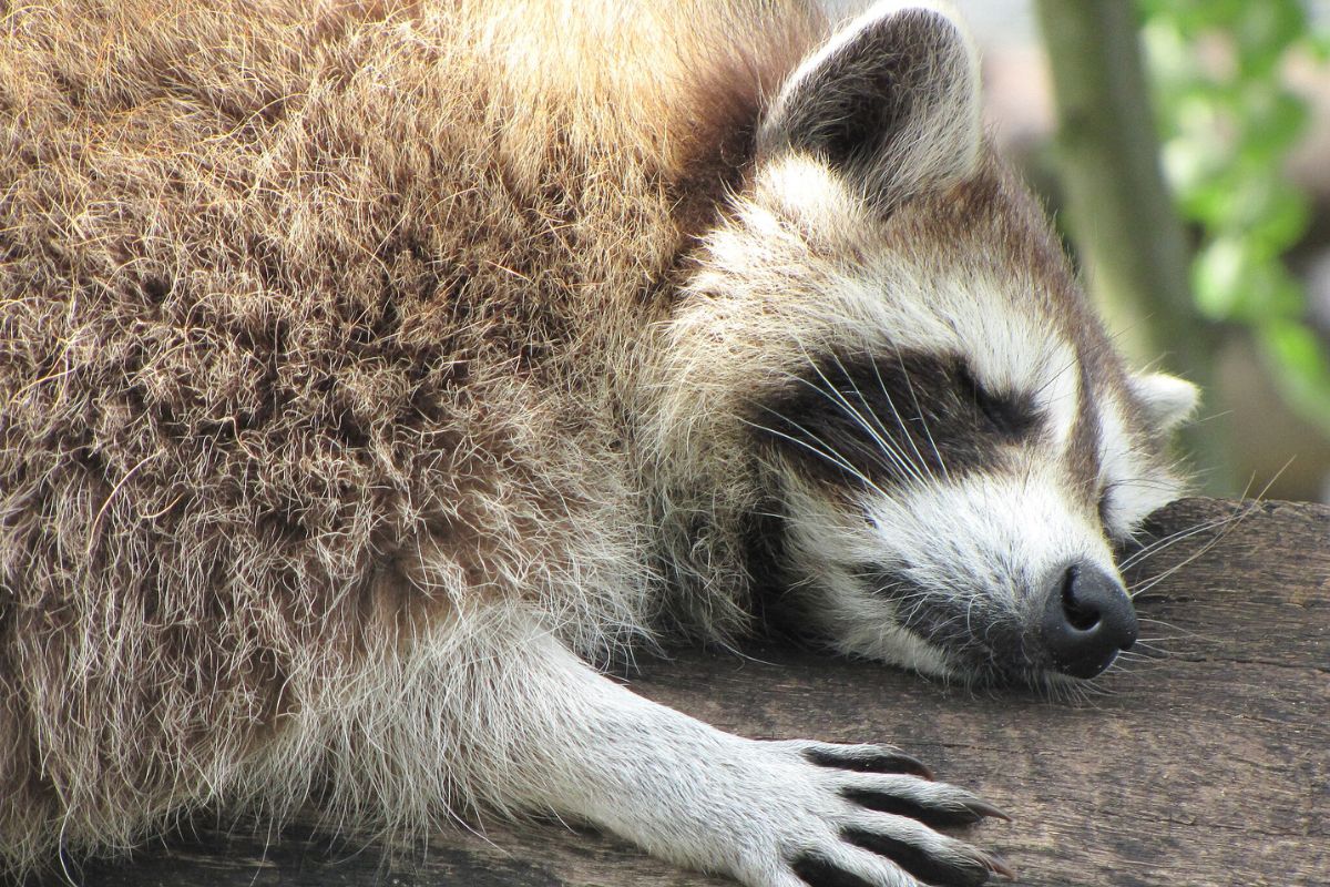 illustration de la dernière édition