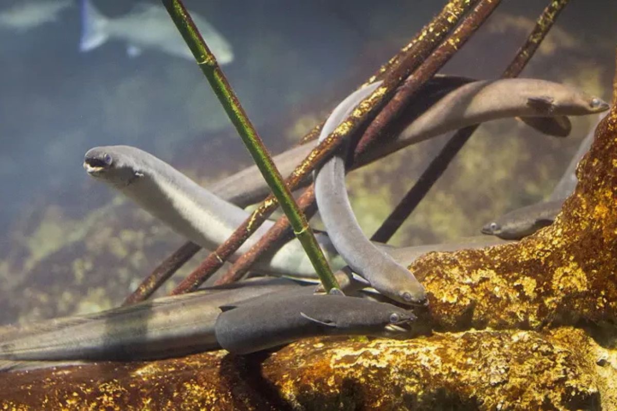 illustration de la dernière édition