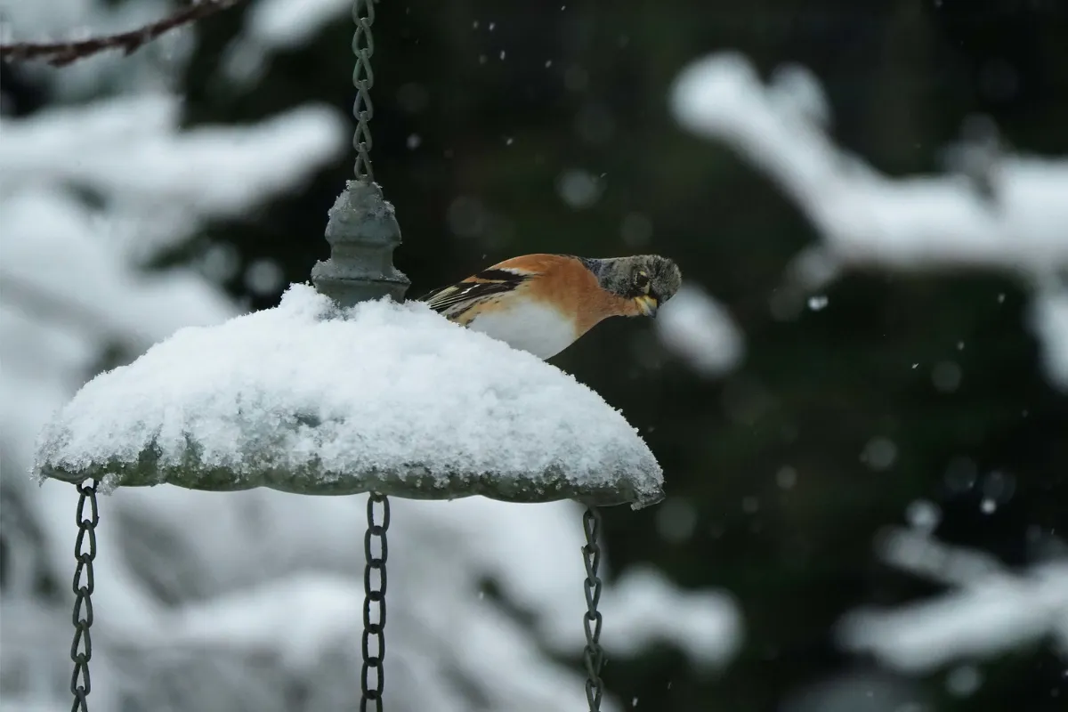 illustration de la dernière édition