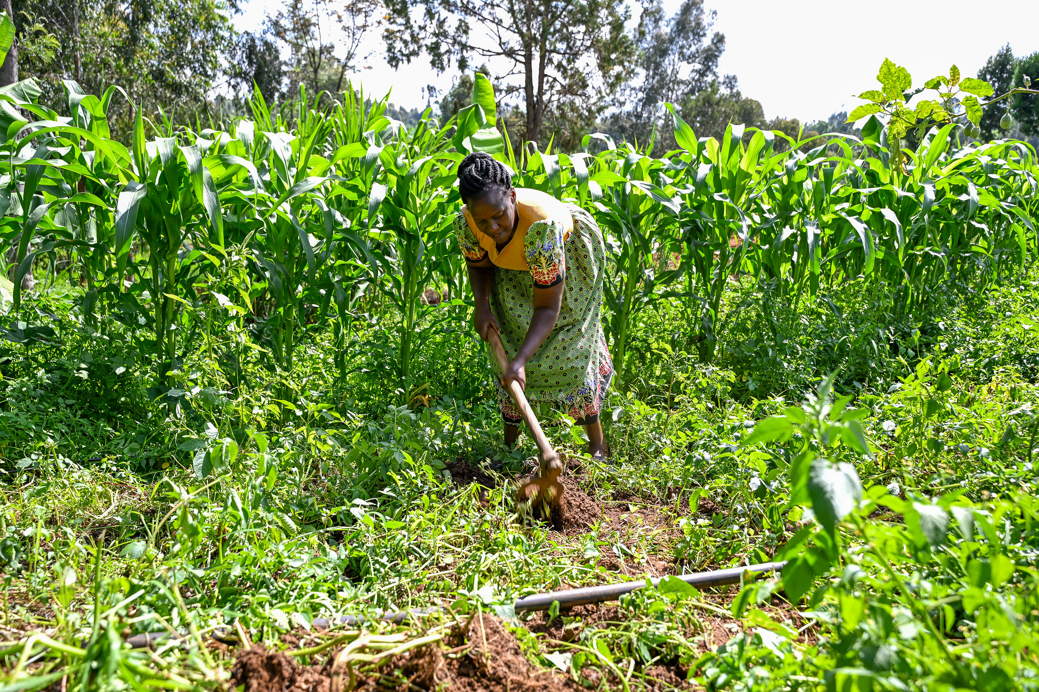 illustration de la dernière édition
